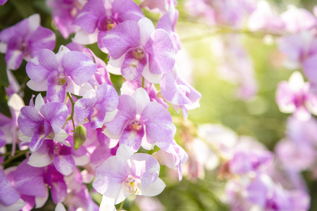 Close-up purple orchid in the flower gardenの写真素材
