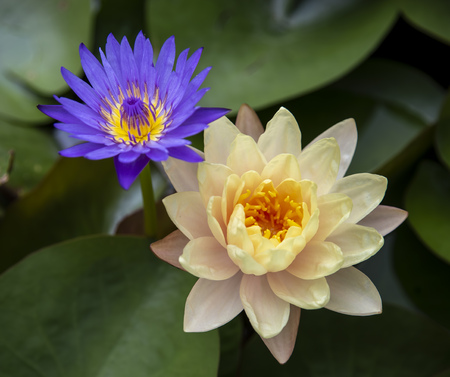 Close up lotus blossom blooming in pondの写真素材
