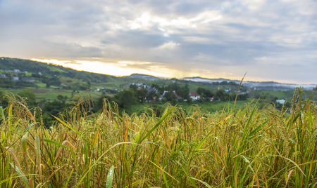 Rice field on hill with sunset landscapeの写真素材