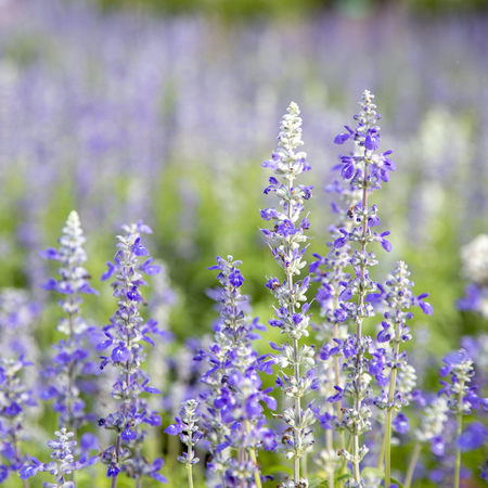 Closeup purple flowers (salvia officinalis) in the gardenの写真素材