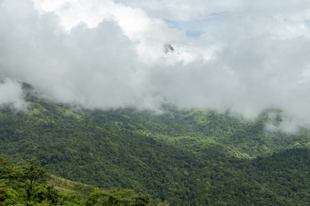 Landscape on mountain with tree and cloud
