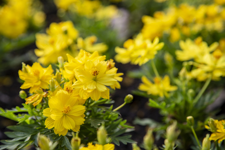 Cosmos flower of yellow color in the gardenの写真素材