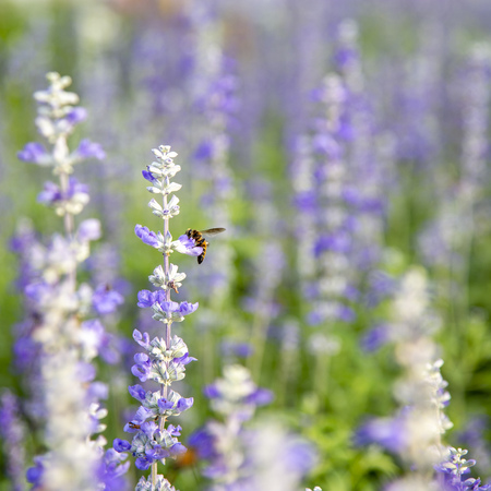 Closeup purple flowers (salvia officinalis) in the gardenの写真素材