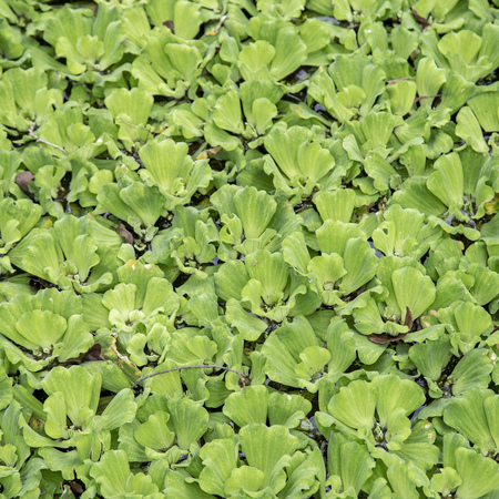 Green leaf duckweed in pond for backgroundの写真素材