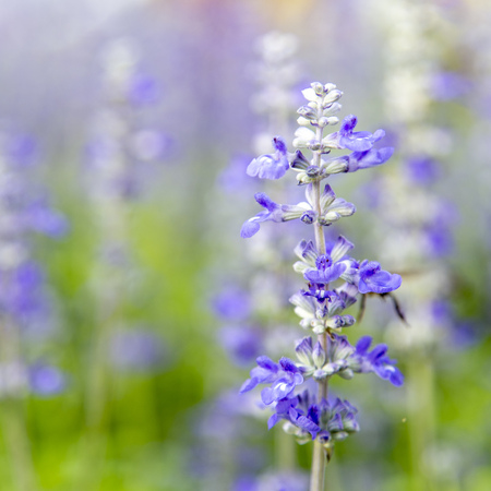 Closeup purple flowers (salvia officinalis) in the gardenの写真素材