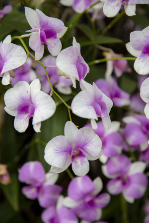 Close-up purple orchid in the flower gardenの写真素材