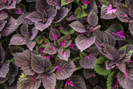 Flame nettle leaves decoration in the gardenの写真素材