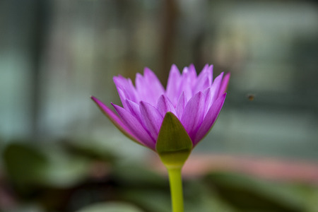 Close up lotus blossom blooming in pondの写真素材