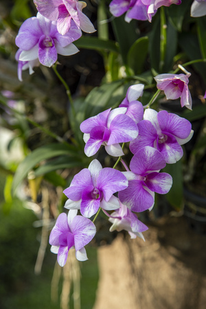 Close-up purple orchid in the flower gardenの写真素材