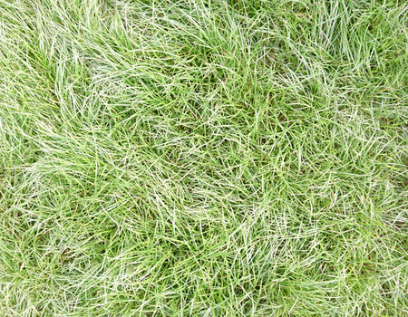 Fresh green grass top view with for backgroundの写真素材