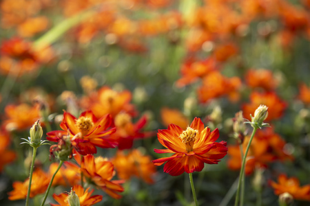 Cosmos flower of orange color in the gardenの写真素材
