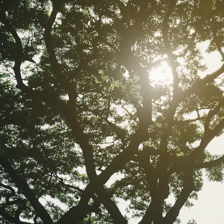 Sunlight ray with tree branch background, retro styleの写真素材