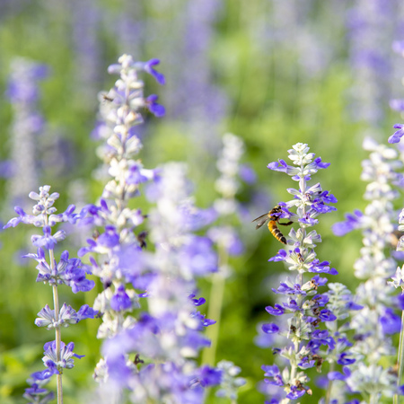 Closeup purple flowers (salvia officinalis) in the gardenの写真素材