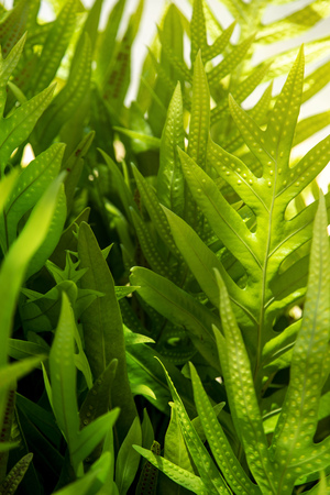 Close up of green leaf texture backgroundの写真素材