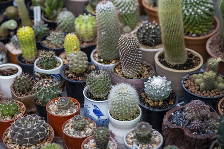 Group of cactus in agriculture trees farmの写真素材