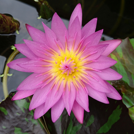 Close up lotus blossom blooming in pondの写真素材