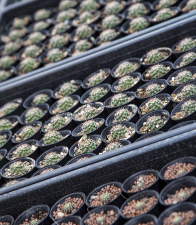 Group of cactus in agriculture trees farmの写真素材
