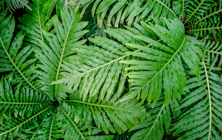Close up of green leaf texture backgroundの写真素材