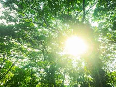 Green tree with light from the sunの写真素材