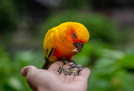 Sun conure parrot eating seed on handの写真素材