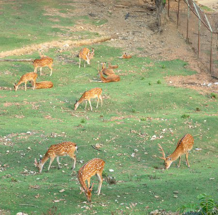 Group of deer feeding grass in zooの写真素材
