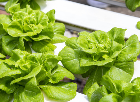 Butterhead Lettuce at organic hydroponic cultivation farm