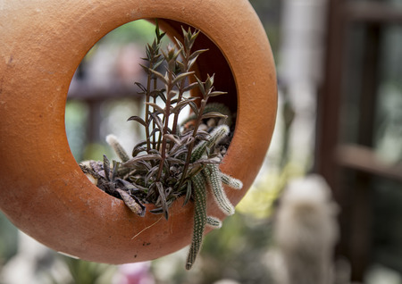 Cactus plant in clay pots decorate gardenの写真素材