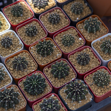 Group of cactus in agriculture trees farmの写真素材