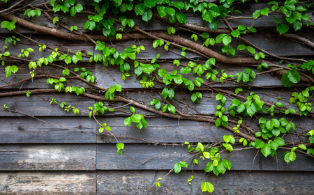 Green leaf ivy on wood board wallの写真素材