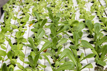 Vegetable organic hydroponic cultivation at farmの写真素材