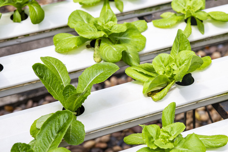 Vegetable organic hydroponic cultivation at farmの写真素材