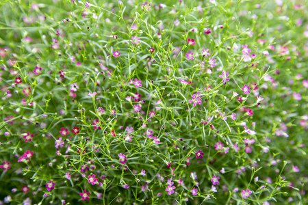 Background flower of gypsophila paniculata (baby's breath)の写真素材