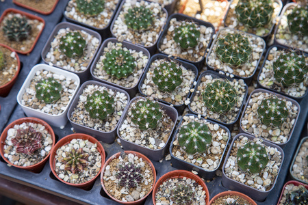 Group of cactus in agriculture trees farmの写真素材