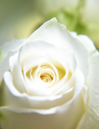 Beautiful of white rose with for backgroundの写真素材