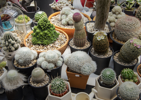 Group of cactus in agriculture trees farmの写真素材