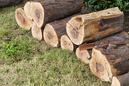 Freshly cut pine wood logs on green leafの写真素材