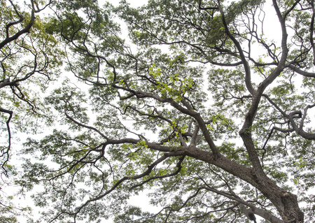 Under the tree with branch and green leavesの写真素材