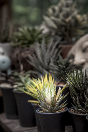 Cactus (Haworthia limifolia marloth) in potの写真素材
