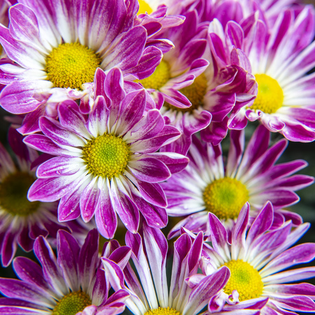 Close up of chrysanthemum flower blooming in the gardenの写真素材