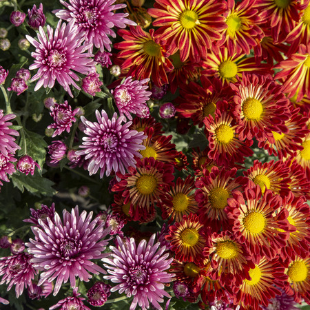 Close up of chrysanthemum flower blooming in the gardenの写真素材