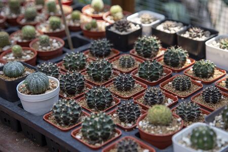 Group of cactus in agriculture trees farmの写真素材