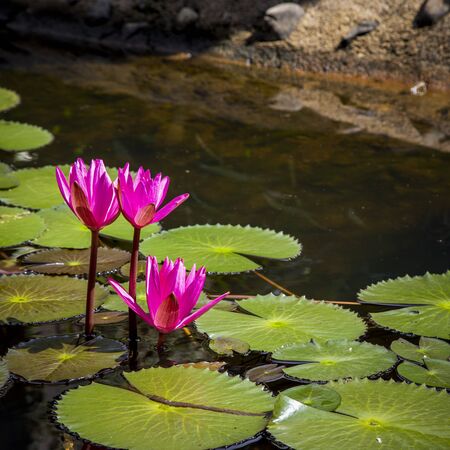 Close up lotus blossom blooming in pondの写真素材
