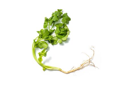 Fresh coriander leaves on white backgroundの写真素材