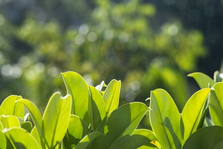 Close up of green leaf texture backgroundの写真素材