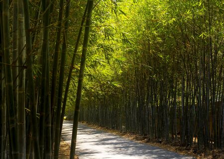 Path through from bamboo plant in the gardenの写真素材