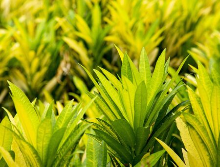Close up of leaf with for background