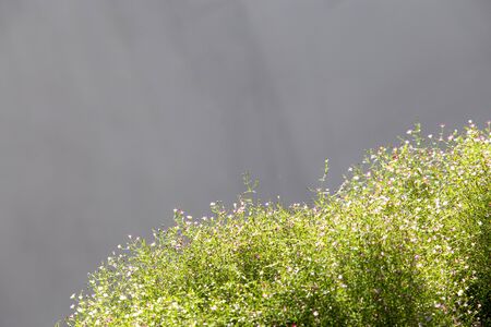 Background flower of gypsophila paniculata (baby's breath)の写真素材