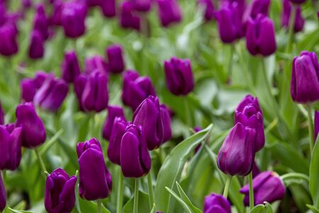 Group of tulip flowrs blooming in the gardenの写真素材