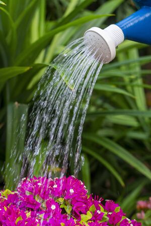 Pot shower to plants flower in the gardenの写真素材