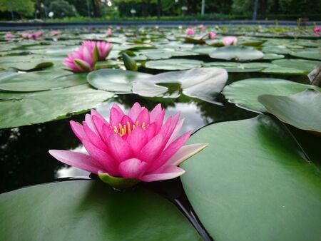 Close up lotus blossom blooming in pondの写真素材